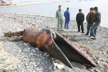 大连湾海边横躺"恐怖鱼头" 嘴部约1米长(图)