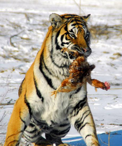 11月20日,哈尔滨市横道河子猫科动物繁育中心内,东北虎在雪地上吃鸡.