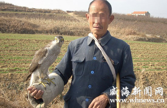 文登一村民用驯养的雀鹰逮野兔图