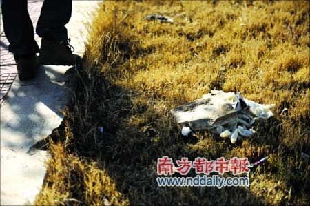 女大学生杀死大款碎尸并拍下全过程(组图)