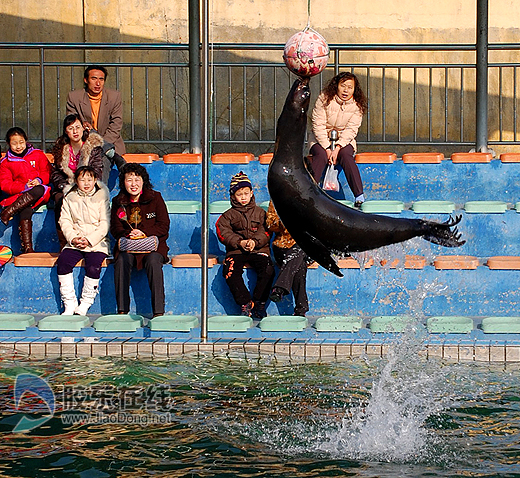 海狮表演空中顶球