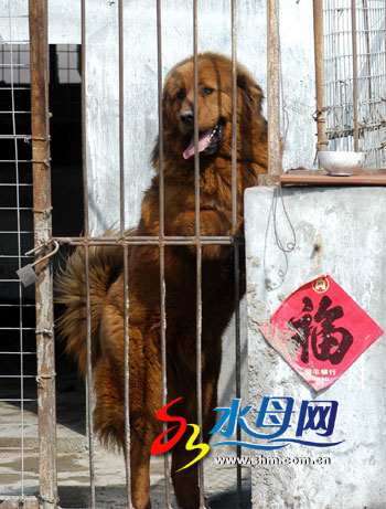 纯种黄獒一胎产四仔曾祖父乃十大功勋藏獒