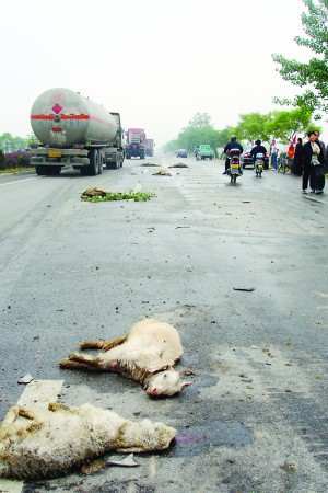 轿车飞速冲入过路羊群当场撞死9只羊图