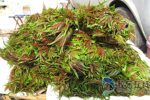 烟台市民好口福西牟反季节秋香椿上市