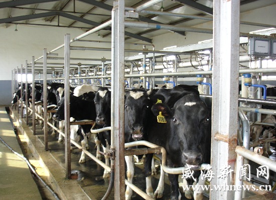 嘉盛乳業有限公司的集約化奶牛養殖場.(趙雪筠 攝)