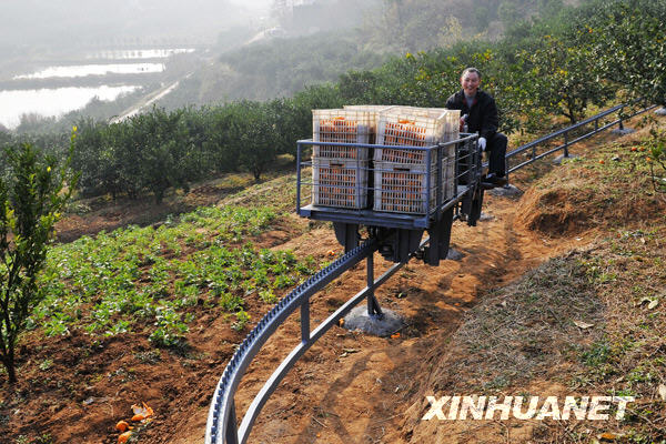 12月17日,湖北宜昌市夷陵区仓屋榜村村民使用果园单轨运输机运输柑橘.