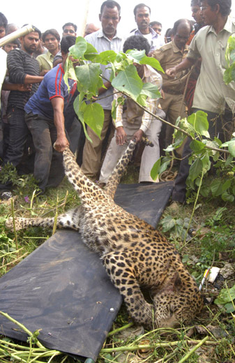 猎豹进城觅食遭人群围攻后被动物保护人员麻醉