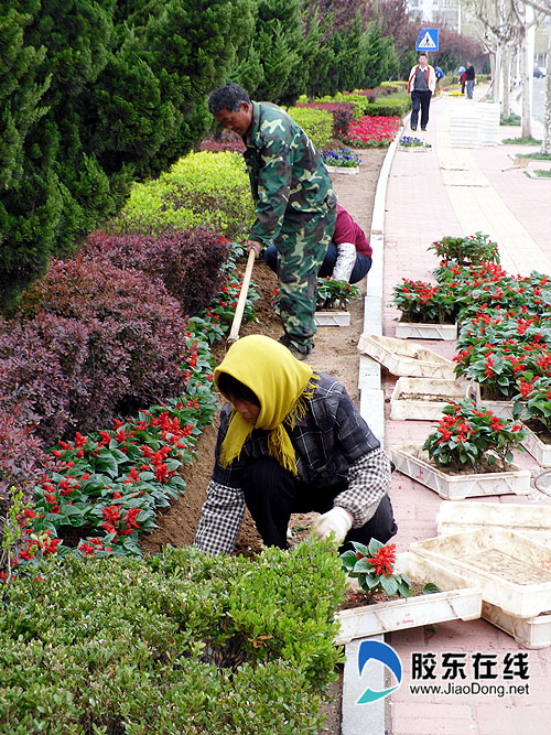 13万盆时令花卉组成大色带 扮靓节日港城(图)
