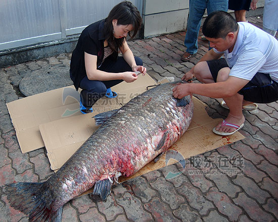 蓬萊驚現220斤特大青魚(圖)