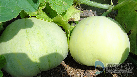 招远"铁把瓜"成了"致富瓜"(图)