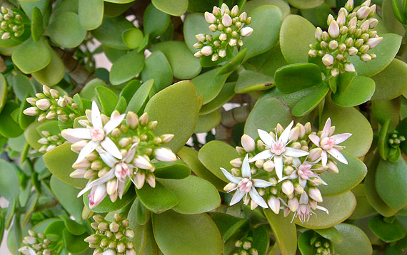 20年的玉树罕见开花(图)