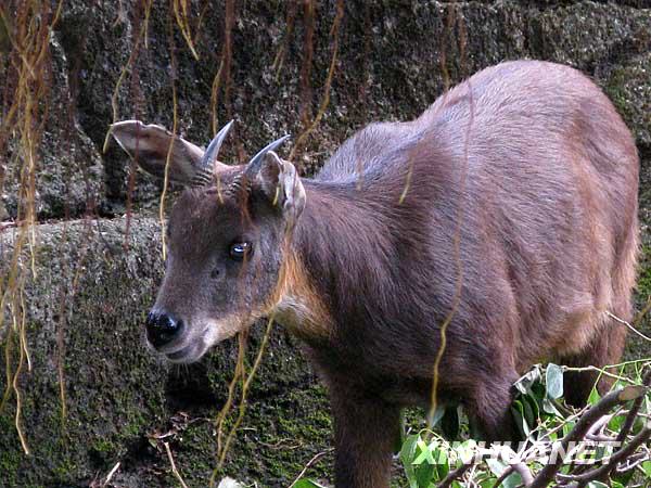台湾赠送大陆长鬃山羊梅花鹿将"落户"威海