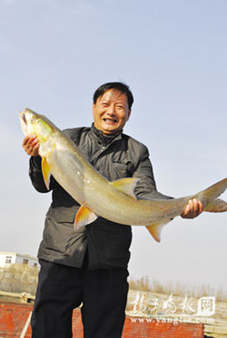 市民钓起巨无霸管枪鱼图