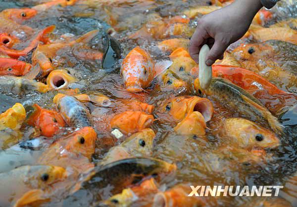 一群鲤鱼在南宁市动物园争食香蕉(2009年12月31日摄)新华社记者 周华
