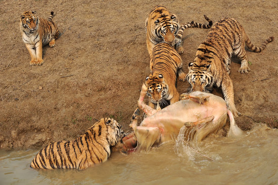 动物园牦牛误入猛兽区被老虎咬死