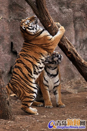 網友團親臨青島動物園驗證老虎被虐真偽圖