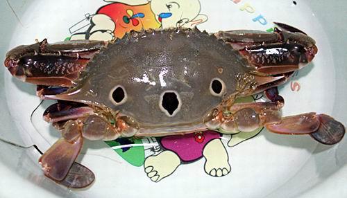 金字螺的外形就像金字塔一样,煮熟之后切片摆盘,加上调配好的酱料