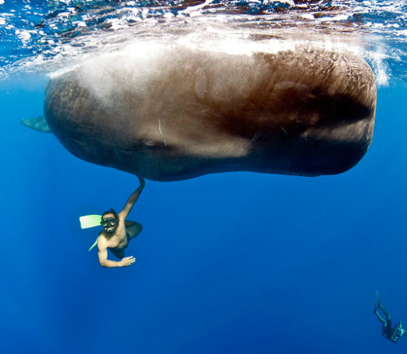 3.潜水员在抹香鲸周围游动