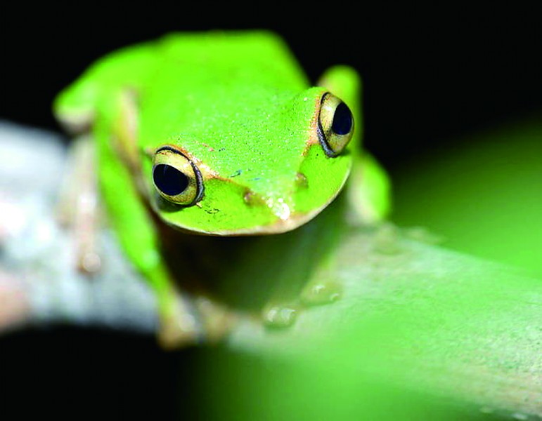 济南现翠绿怪蛙疑为台湾翡翠树蛙不适宜野生
