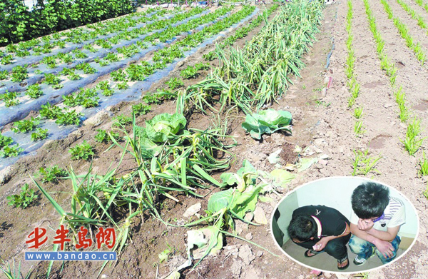 偷菜游戏玩上瘾青岛两青年玩起真实版偷菜