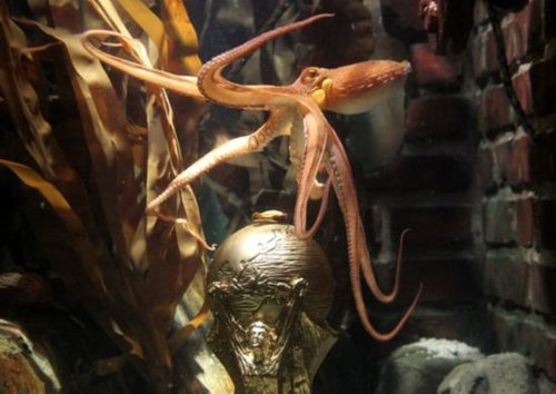 西班牙授章鱼哥荣誉市民 阿根廷直播活剖章鱼