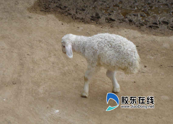 两条腿的羊宝宝