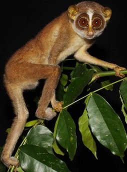 组图斯里兰卡发现消失多年大眼猴
