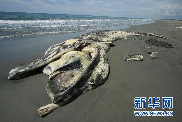 哥伦比亚海滩发现死亡鲸鱼
