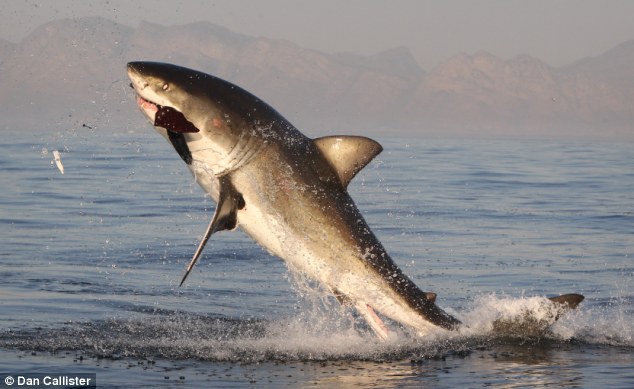 饥饿大白鲨跃出海面捕食小海豹瞬间被抓拍图