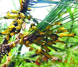 广东清远首现"松叶蜂" 危害近千亩湿地松(图) 各地