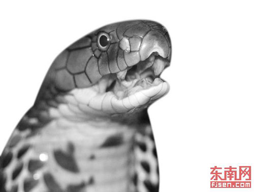 张先生在宰杀一条眼镜蛇时,遭遇了这惊人一幕,右手拇指被巴掌大的蛇头