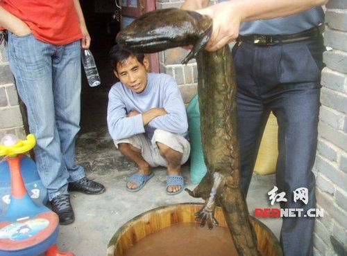 6公斤,头宽22厘米的巨型母体"大鲵",俗称"娃娃鱼".
