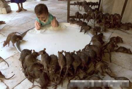 揭秘印度老鼠神庙老鼠被人们当成亲人图