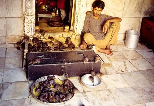 揭秘印度老鼠神庙老鼠被人们当成亲人图