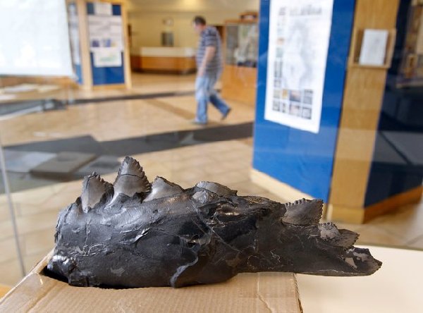 美肯塔基矿井内发现3亿年前鲨鱼颚骨化石(组图)