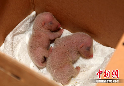 两只小熊在看护下熊熟睡.中新网发 罗永斌 摄