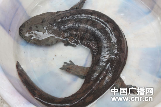 四川岳池现野生娃娃鱼(图)