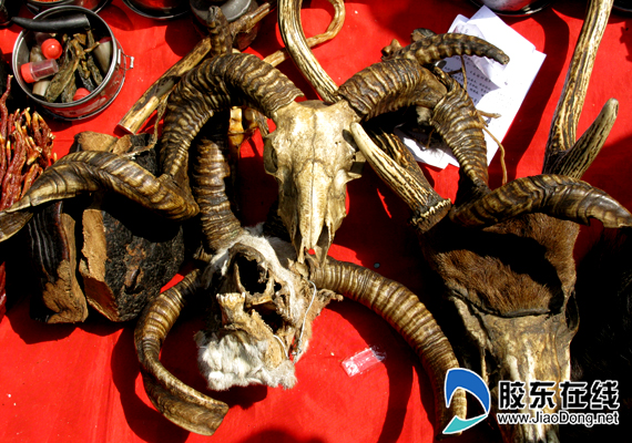 熊掌藏羚羊当街卖 私自兜售野生动物制品属违法