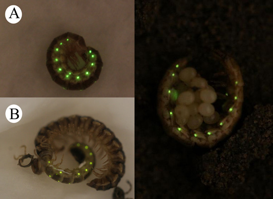 可爱版萤火虫"约会"只等1小时(图)