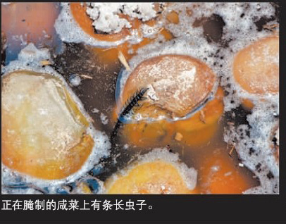 记者揭咸菜肮脏制作过程 加工池苍蝇乱飞(图) 百姓生活 烟台新闻网