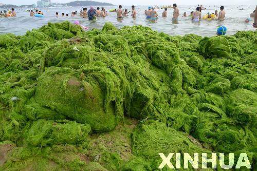 海边绿潮疑云 青岛浒苔缘何连续5年来袭(图)