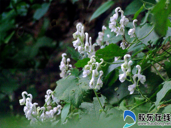 栖霞牙山"天鹅花"竞相开放(组图)