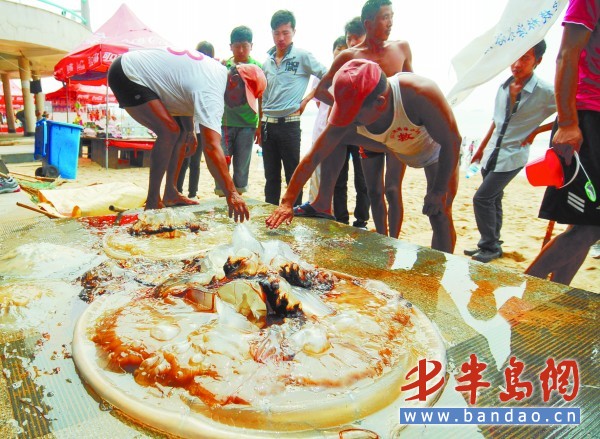 青岛捞上200斤重巨型海蜇 忙活半小时3人被蜇