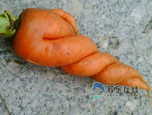 胡萝卜居然长成这模样(图)