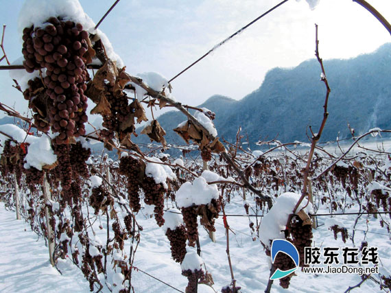 张裕黄金冰谷冰酒荣获dwwa世界葡萄酒大奖