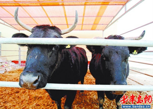 青农大克隆牛育出优良后代 一斤牛肉卖千元