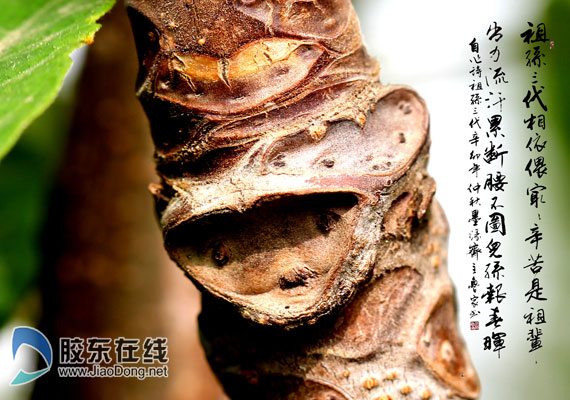 福山男子发现神奇椿猴或是世界第一人图