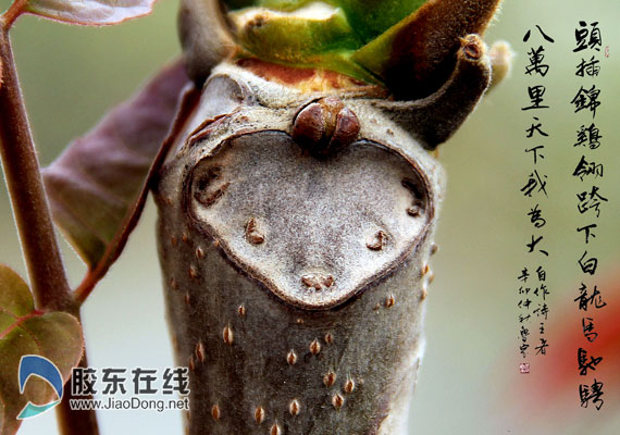 福山男子发现神奇椿猴或是世界第一人图