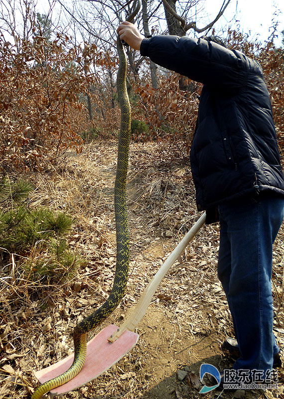 大蛇足足有两米多长