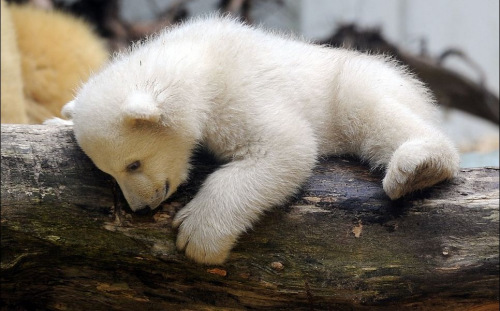 德国小北极熊上演处女秀 模样可爱萌倒众人(图)